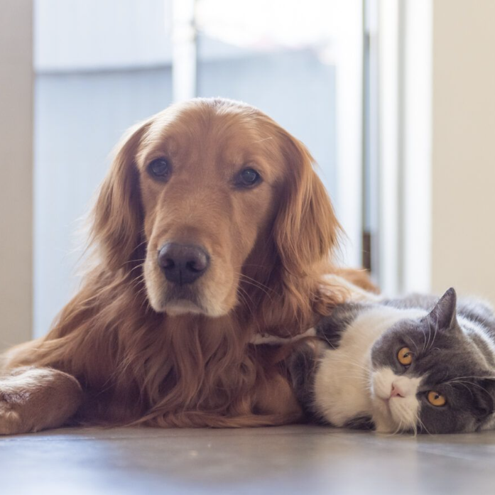 Pattoune chez soi - Garde à votre domicile, Visite et Promenade - Chien & Chat Pau & Alentours Pattoune chez soi - Garde à votre domicile, Visite et Promenade - Chien & Chat Pau & Alentours